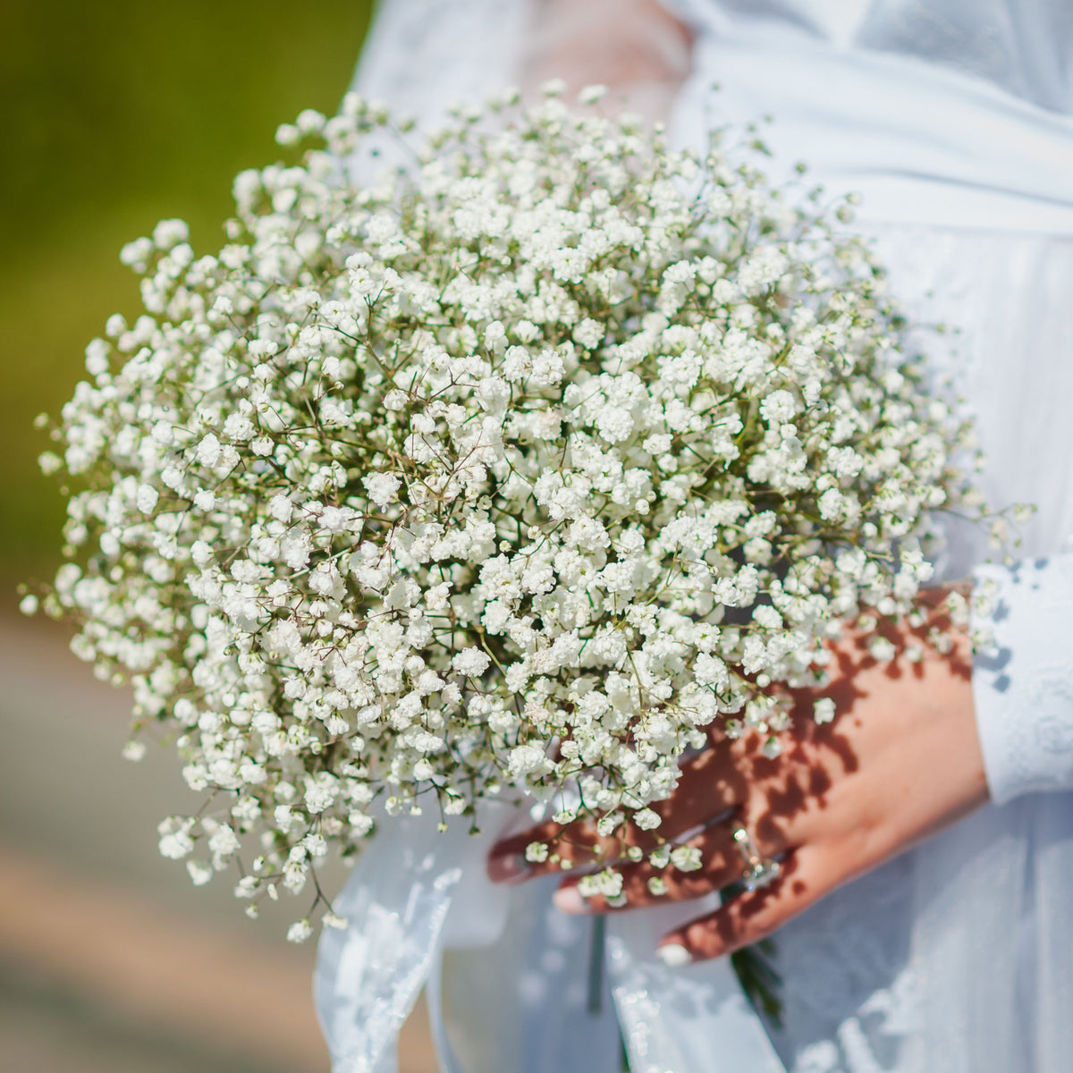 White Creeping Baby's Breath Seeds - Delicate Blooms, 30 seeds