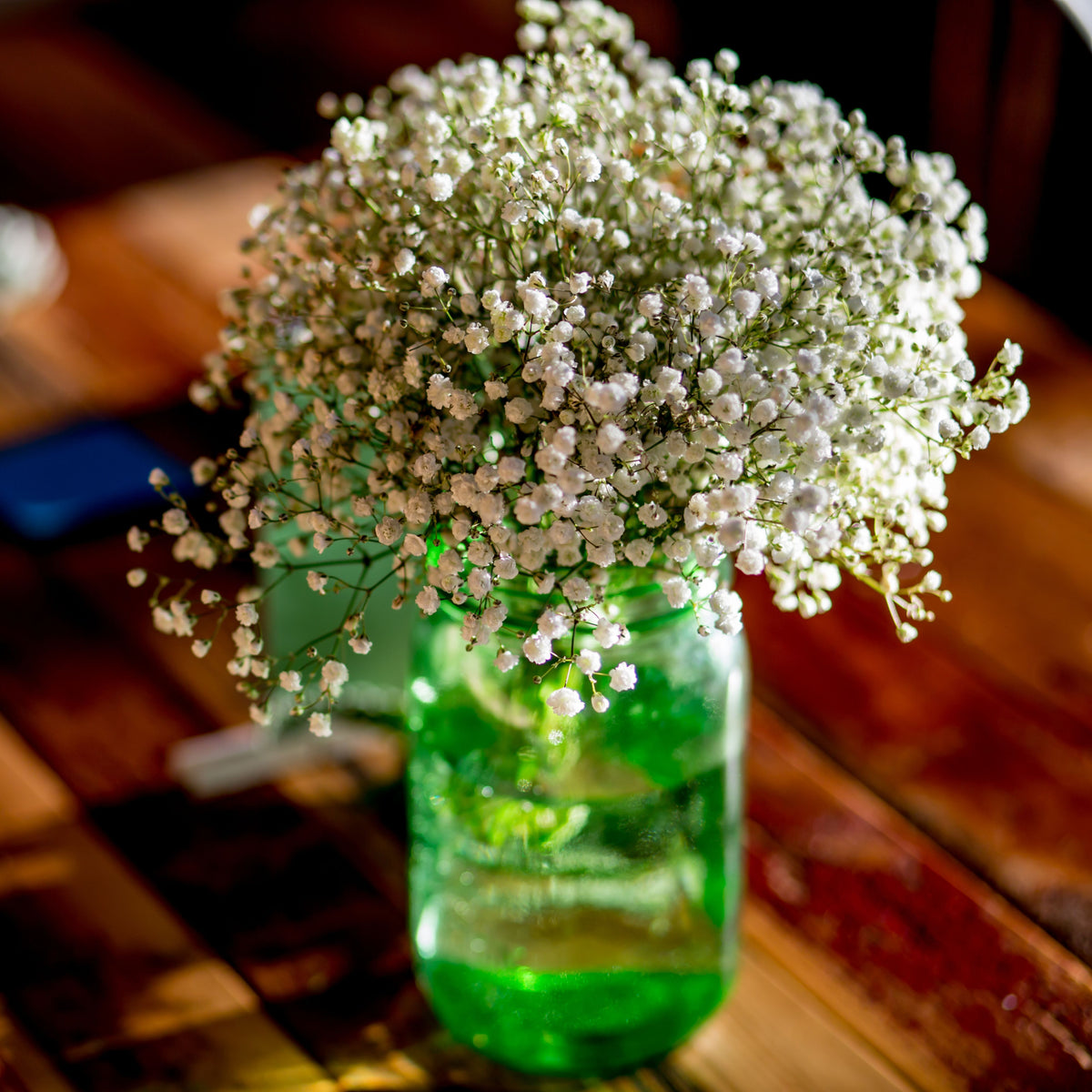 White Creeping Baby's Breath Seeds - Delicate Blooms, 30 seeds