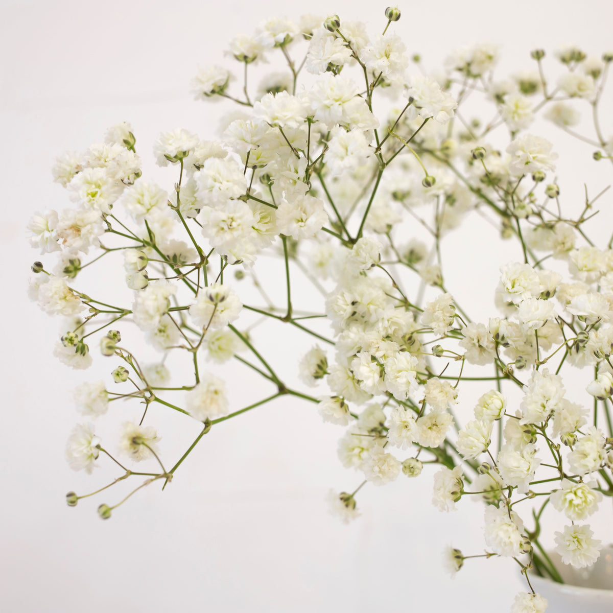 30s| White Creeping Baby's Breath Seeds - Gypsophila repensBaby’s Breath Seeds – Heirloom, Non-GMO, Delicate Blooms, Wedding Flowers, Easy to Grow Annual, Perfect for Flower Arrangements, Bouquets, Borders, and Pollinator Gardens#8015