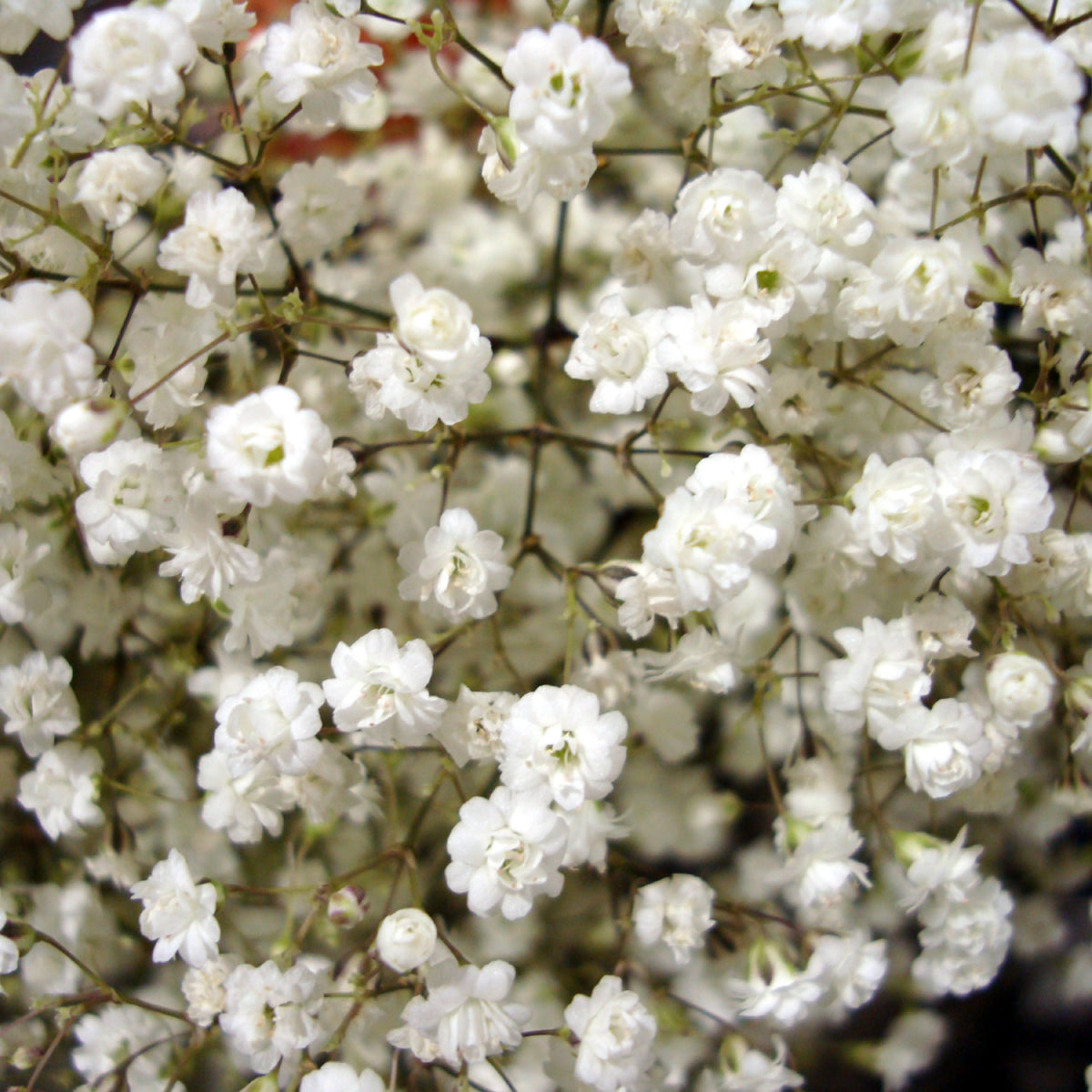 30s| White Creeping Baby's Breath Seeds - Gypsophila repensBaby’s Breath Seeds – Heirloom, Non-GMO, Delicate Blooms, Wedding Flowers, Easy to Grow Annual, Perfect for Flower Arrangements, Bouquets, Borders, and Pollinator Gardens#8015