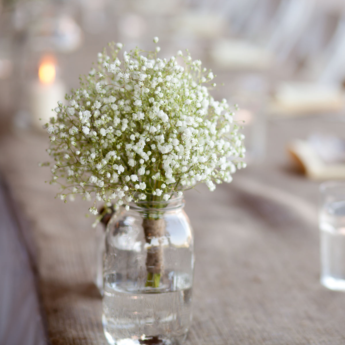 White Creeping Baby's Breath Seeds - Delicate Blooms, 30 seeds