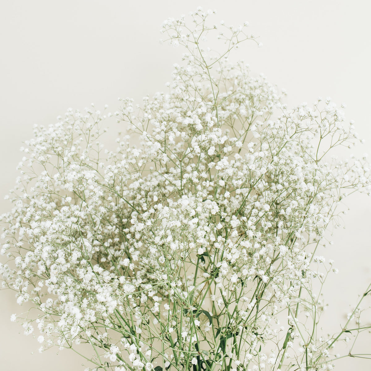 White Creeping Baby's Breath Seeds - Delicate Blooms, 30 seeds