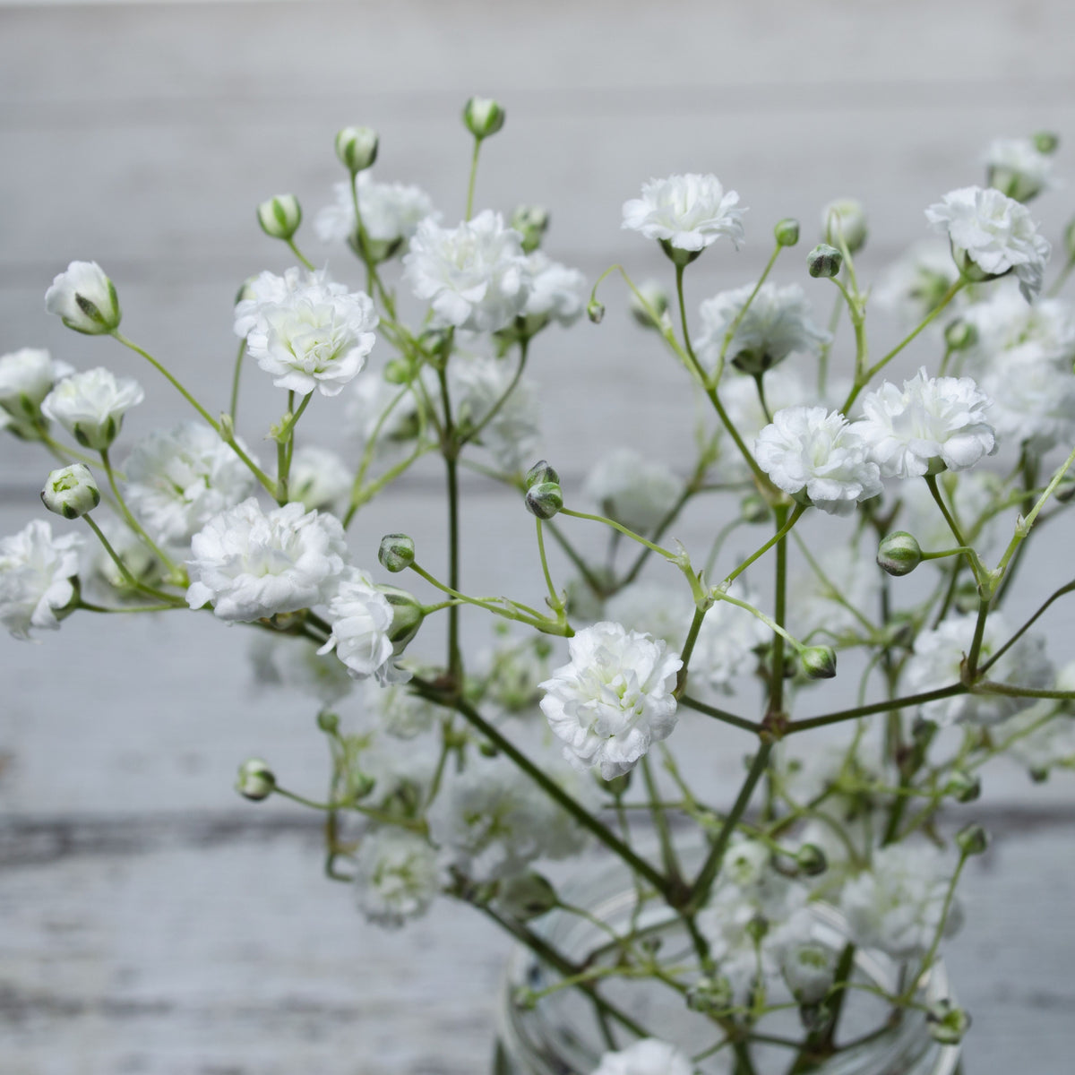30s| White Creeping Baby's Breath Seeds - Gypsophila repensBaby’s Breath Seeds – Heirloom, Non-GMO, Delicate Blooms, Wedding Flowers, Easy to Grow Annual, Perfect for Flower Arrangements, Bouquets, Borders, and Pollinator Gardens#8015