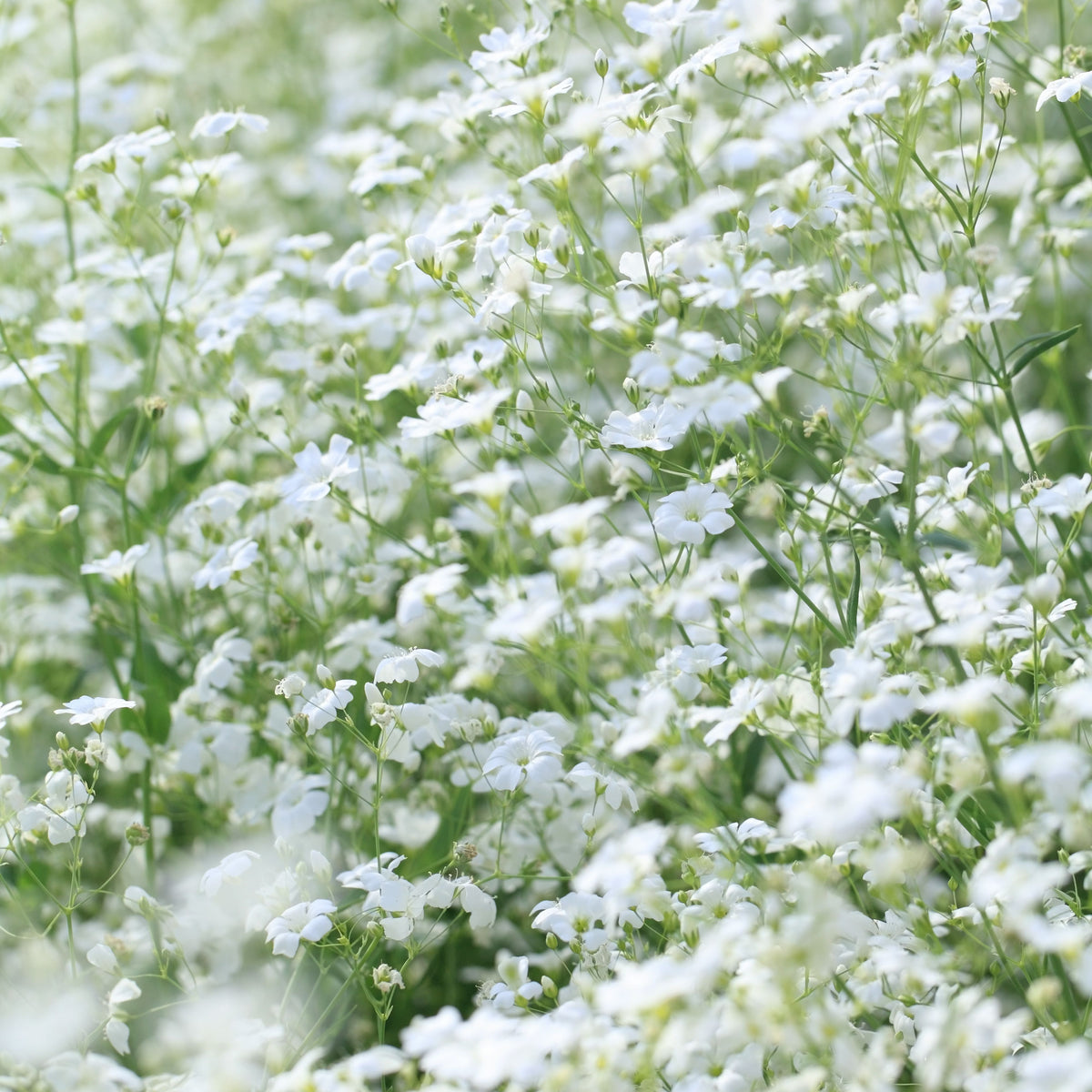 30s| White Creeping Baby's Breath Seeds - Gypsophila repensBaby’s Breath Seeds – Heirloom, Non-GMO, Delicate Blooms, Wedding Flowers, Easy to Grow Annual, Perfect for Flower Arrangements, Bouquets, Borders, and Pollinator Gardens#8015