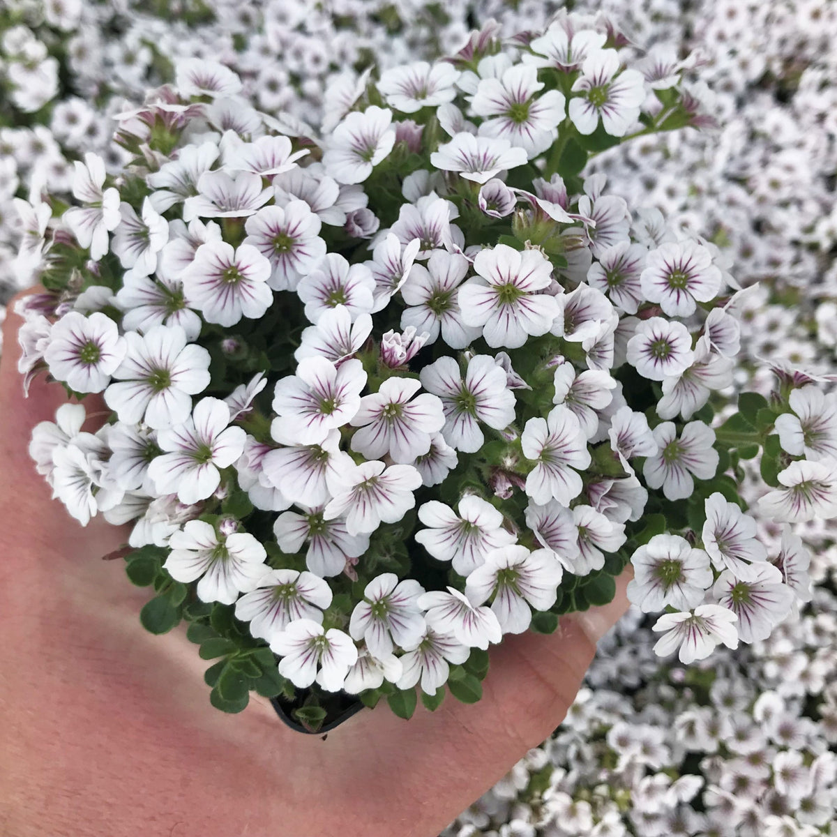 White Chalk Baby's Breath Seeds - Delicate Blooms, 30 seeds