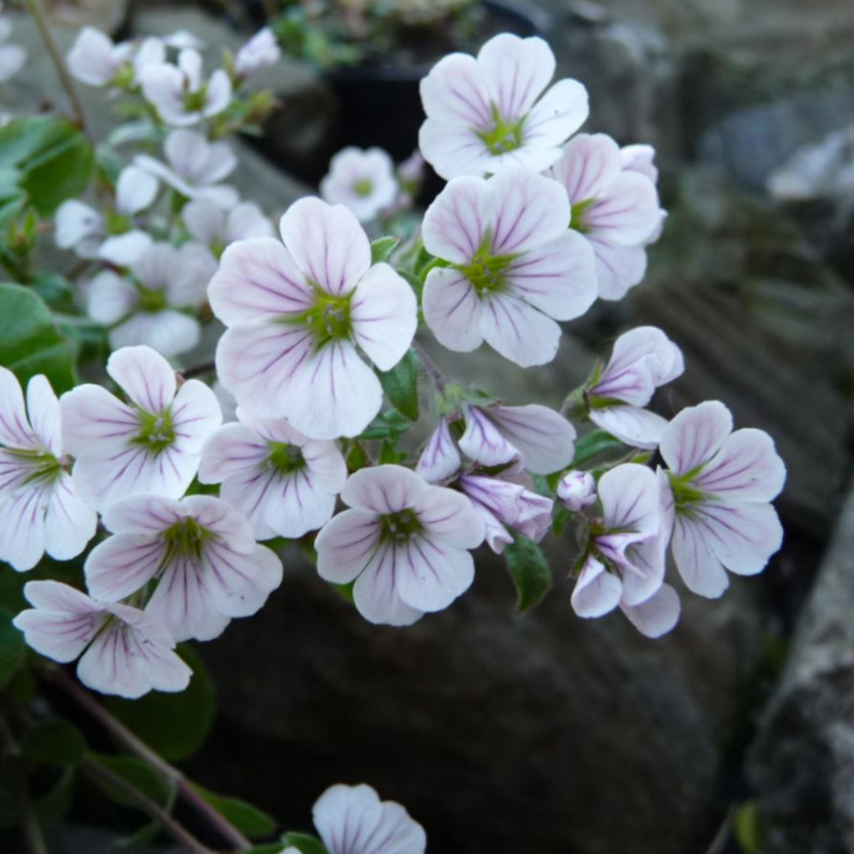 White Chalk Baby's Breath Seeds - Delicate Blooms, 30 seeds