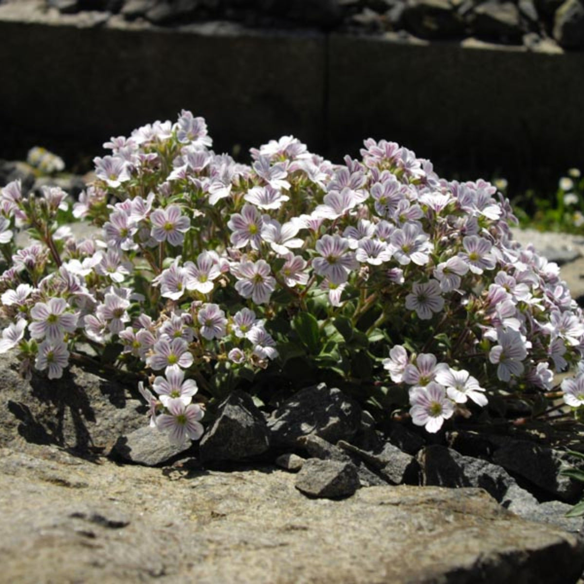 White Chalk Baby's Breath Seeds - Delicate Blooms, 30 seeds