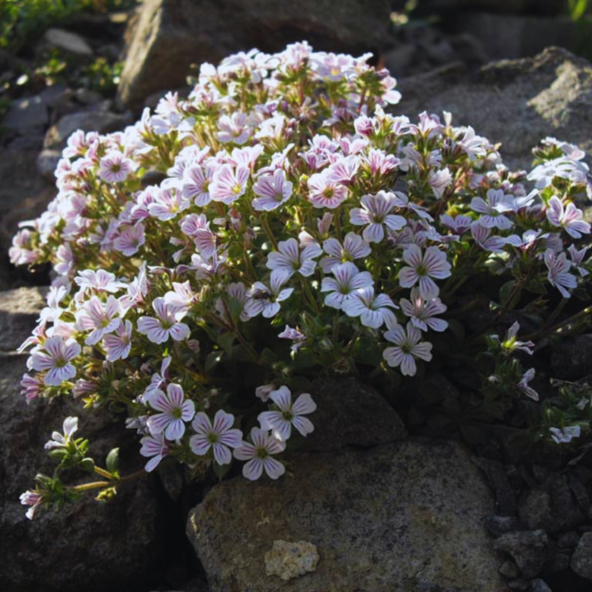 White Chalk Baby's Breath Seeds - Delicate Blooms, 30 seeds