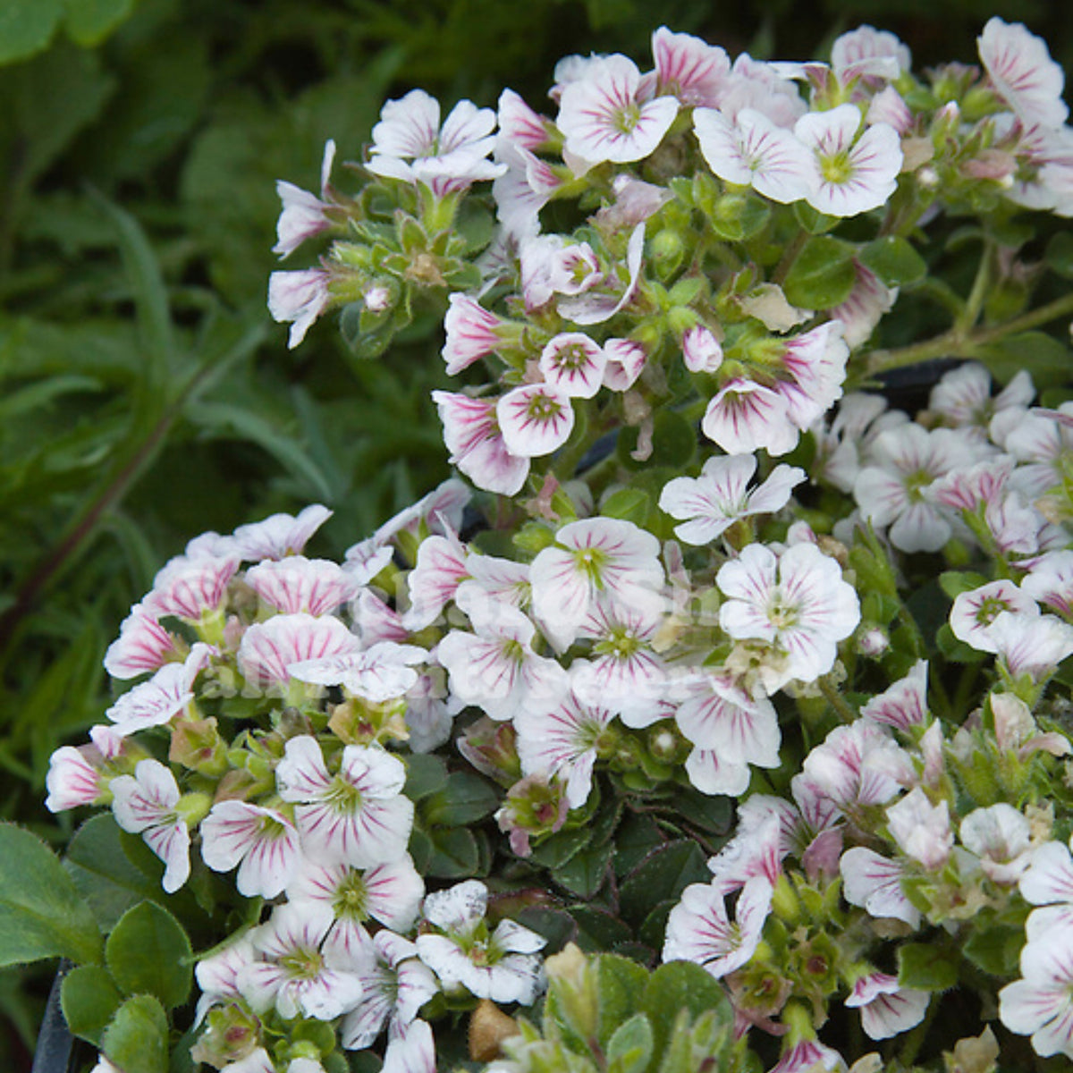 White Chalk Baby's Breath Seeds - Delicate Blooms, 30 seeds