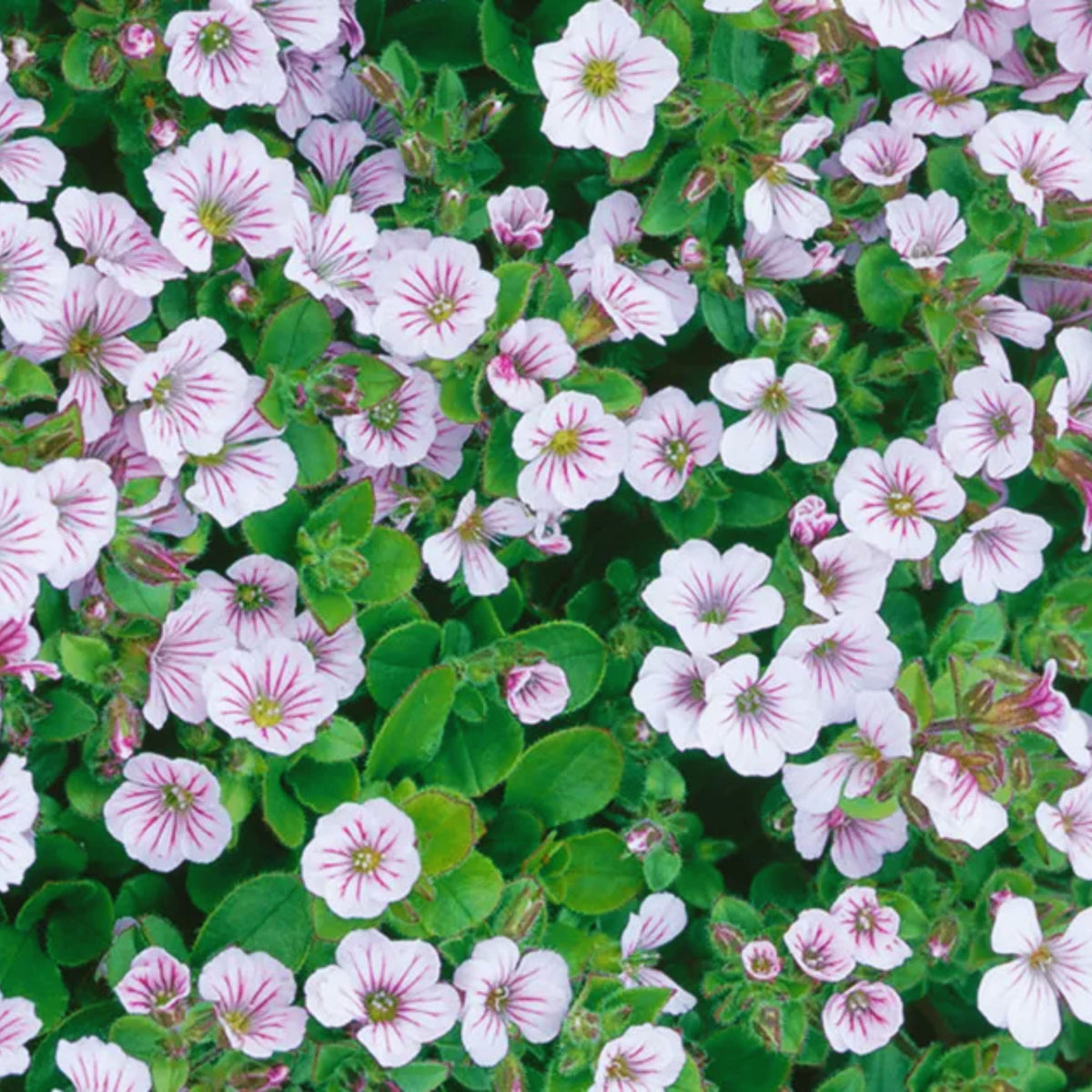 White Chalk Baby's Breath Seeds - Delicate Blooms, 30 seeds