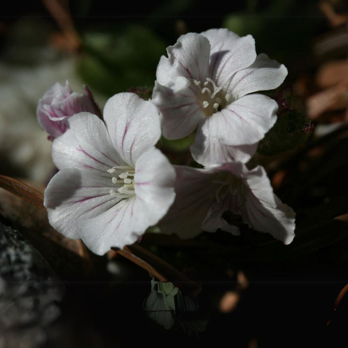 White Chalk Baby's Breath Seeds - Delicate Blooms, 30 seeds