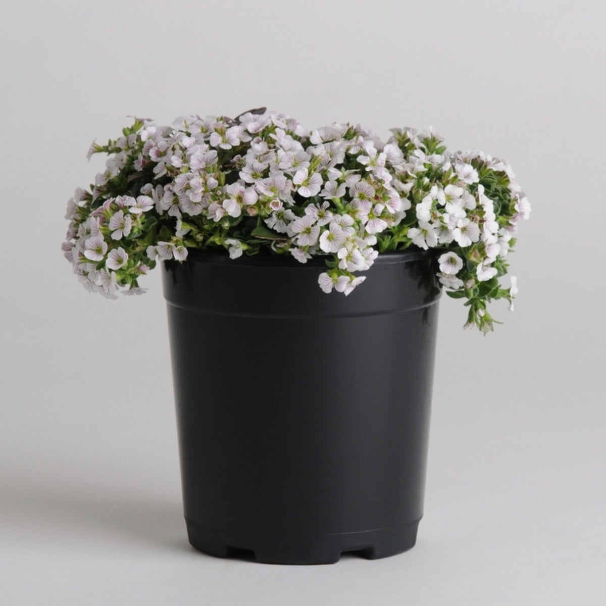 30s| White Chalk Baby's Breath Seeds - Gypsophila cerastioidesBaby’s Breath Seeds – Heirloom, Non-GMO, Delicate Blooms, Wedding Flowers, Easy to Grow Annual, Perfect for Flower Arrangements, Bouquets, Borders, and Pollinator Gardens#8016