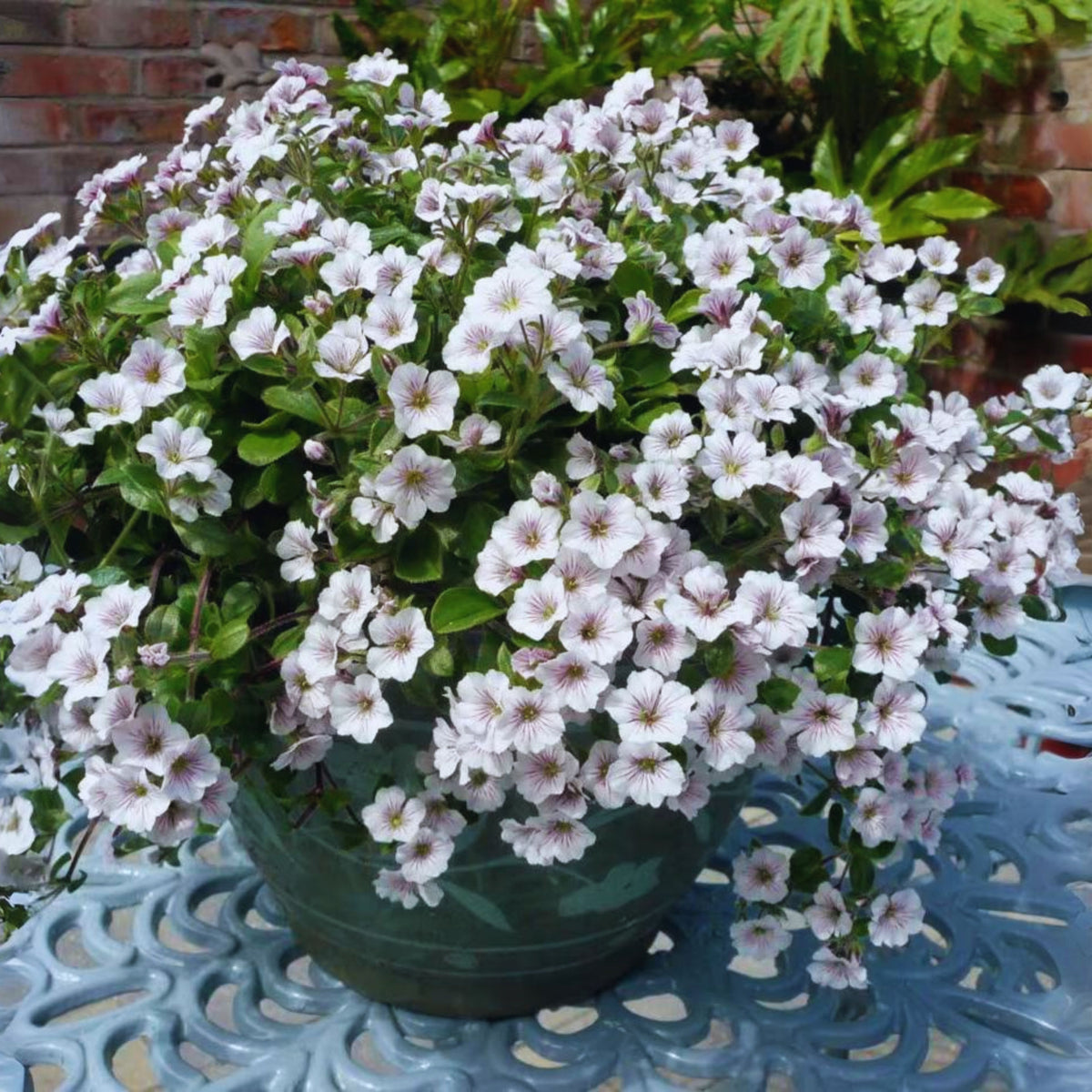 30s| White Chalk Baby's Breath Seeds - Gypsophila cerastioidesBaby’s Breath Seeds – Heirloom, Non-GMO, Delicate Blooms, Wedding Flowers, Easy to Grow Annual, Perfect for Flower Arrangements, Bouquets, Borders, and Pollinator Gardens#8016