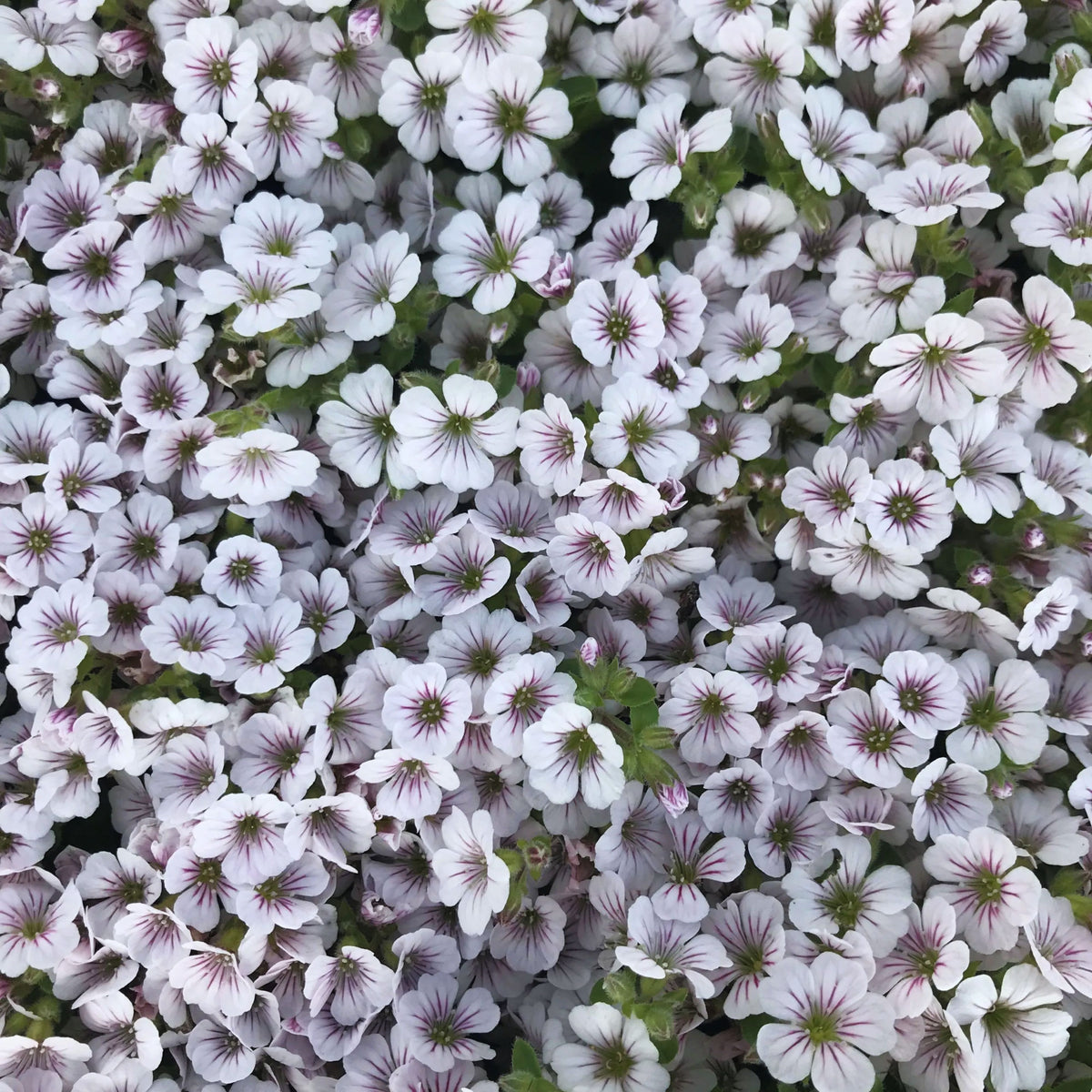 White Chalk Baby's Breath Seeds - Delicate Blooms, 30 seeds