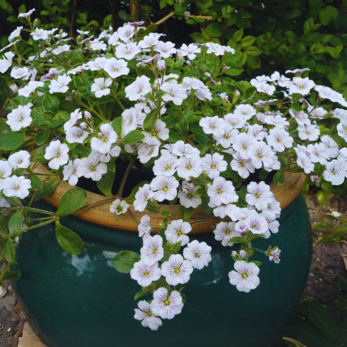White Chalk Baby's Breath Seeds - Delicate Blooms, 30 seeds
