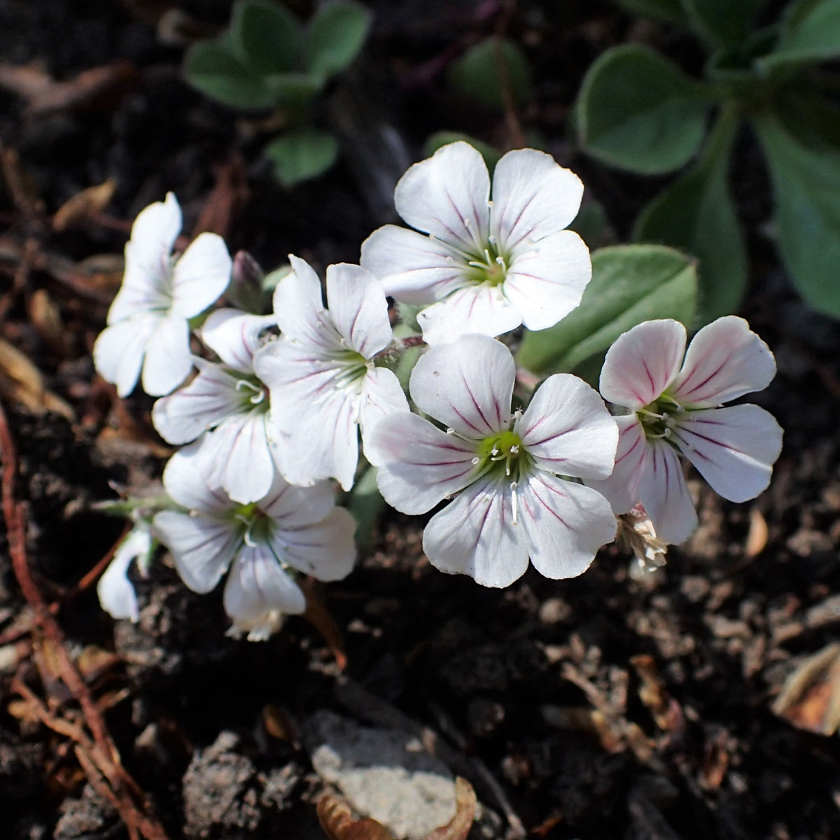 White Chalk Baby's Breath Seeds - Delicate Blooms, 30 seeds