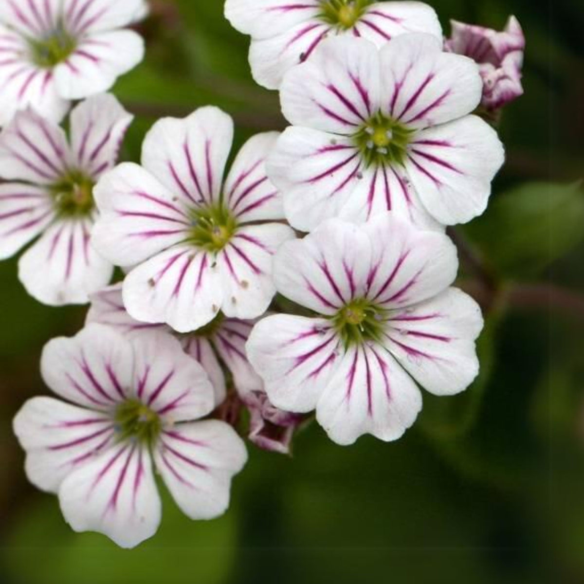 White Chalk Baby's Breath Seeds - Delicate Blooms, 30 seeds