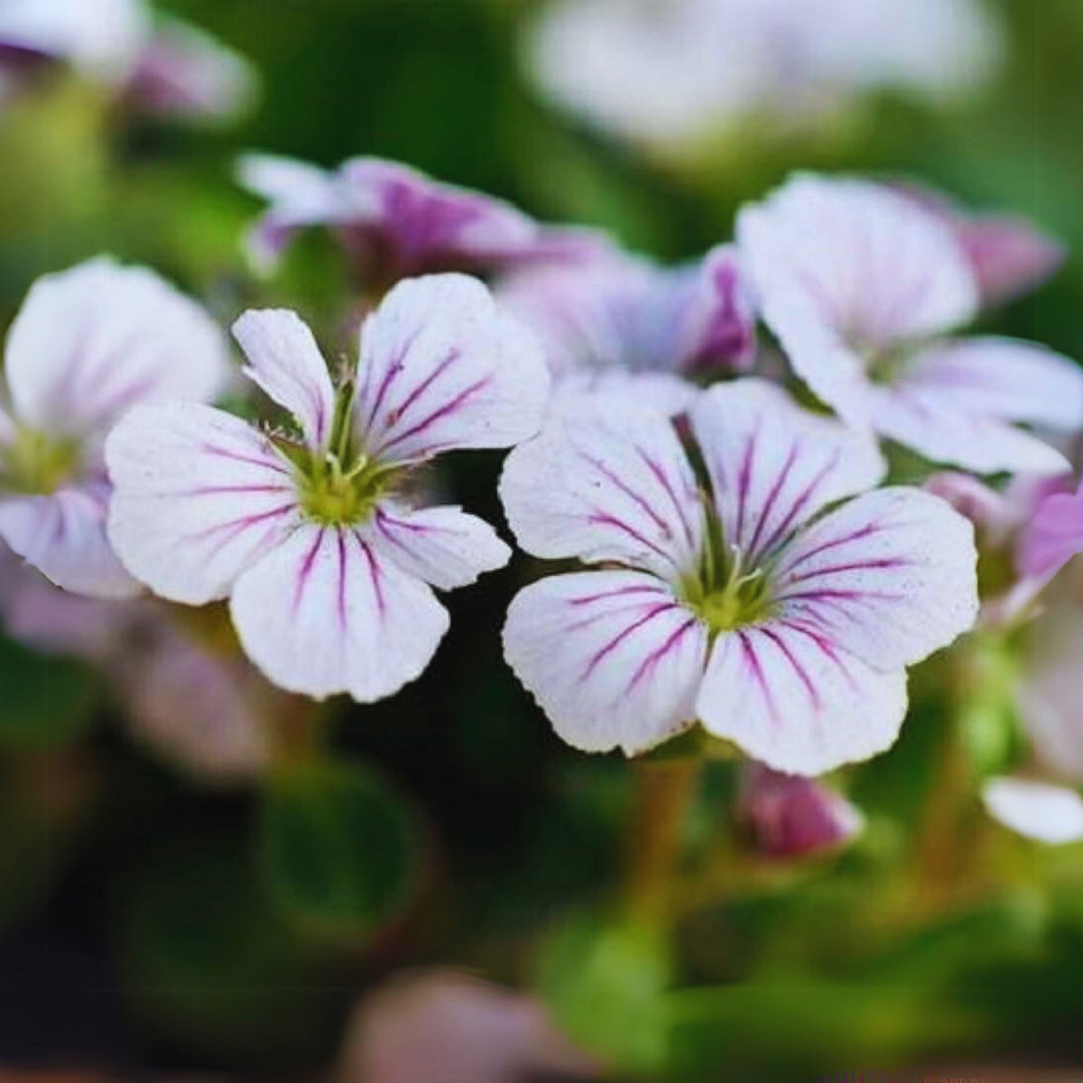 White Chalk Baby's Breath Seeds - Delicate Blooms, 30 seeds