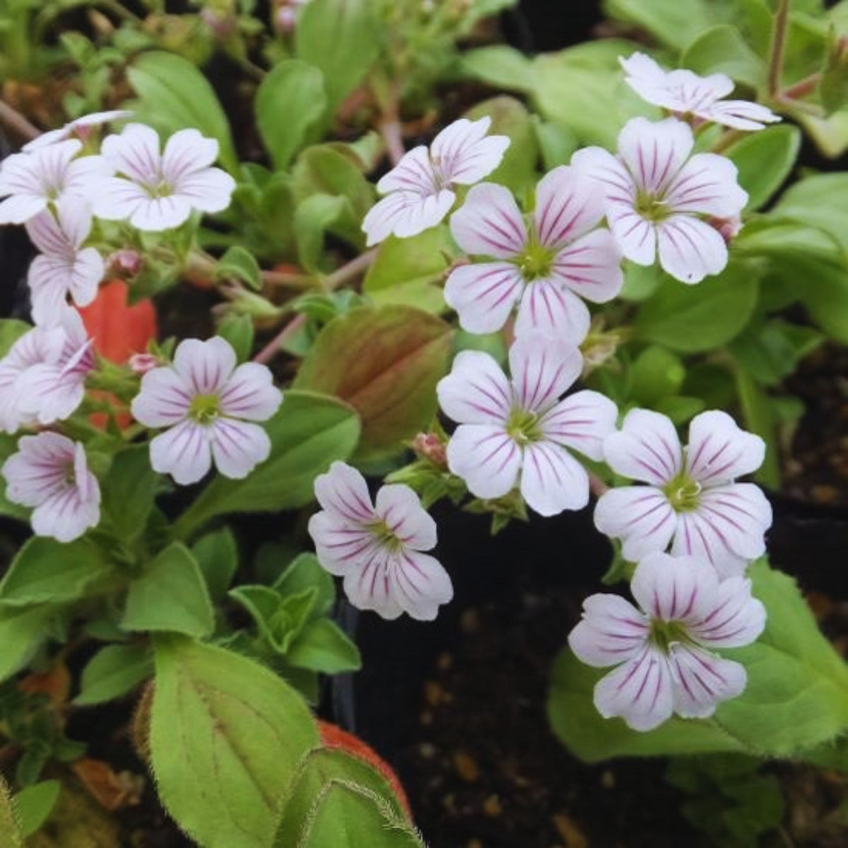 White Chalk Baby's Breath Seeds - Delicate Blooms, 30 seeds