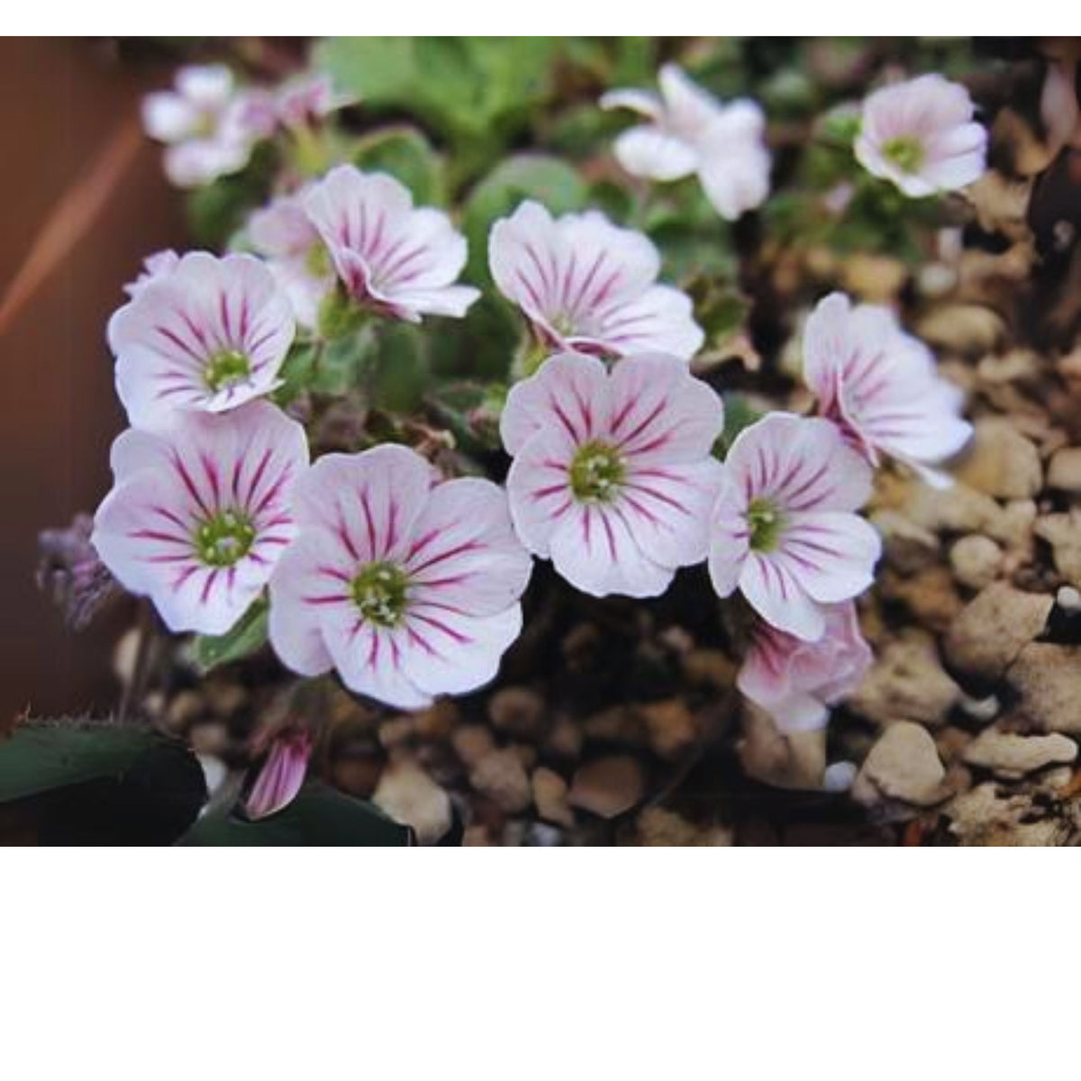 White Chalk Baby's Breath Seeds - Delicate Blooms, 30 seeds