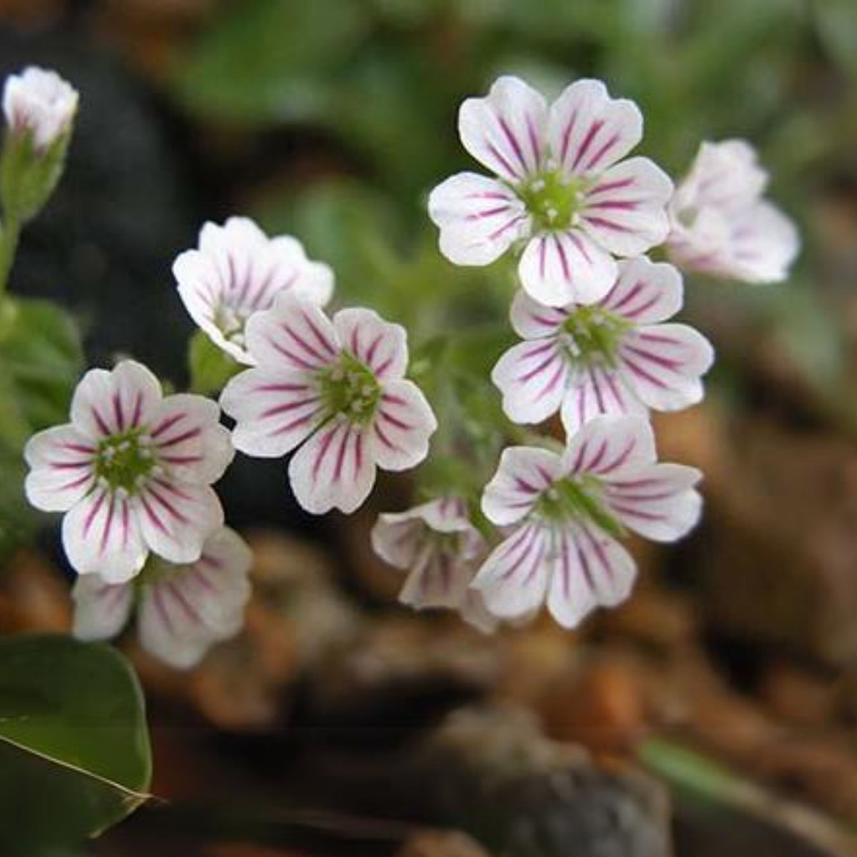 30s| White Chalk Baby's Breath Seeds - Gypsophila cerastioidesBaby’s Breath Seeds – Heirloom, Non-GMO, Delicate Blooms, Wedding Flowers, Easy to Grow Annual, Perfect for Flower Arrangements, Bouquets, Borders, and Pollinator Gardens#8016