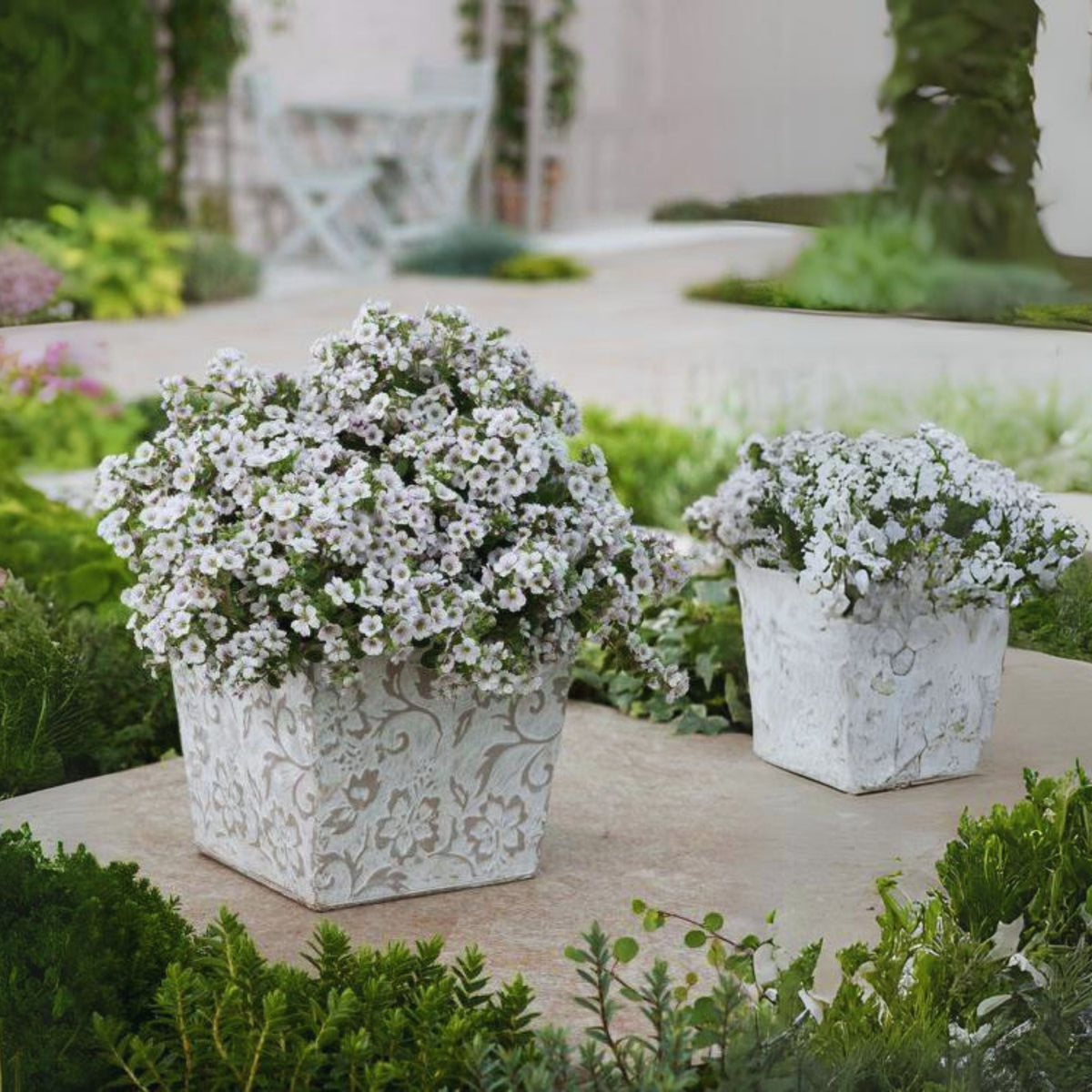 30s| White Chalk Baby's Breath Seeds - Gypsophila cerastioidesBaby’s Breath Seeds – Heirloom, Non-GMO, Delicate Blooms, Wedding Flowers, Easy to Grow Annual, Perfect for Flower Arrangements, Bouquets, Borders, and Pollinator Gardens#8016