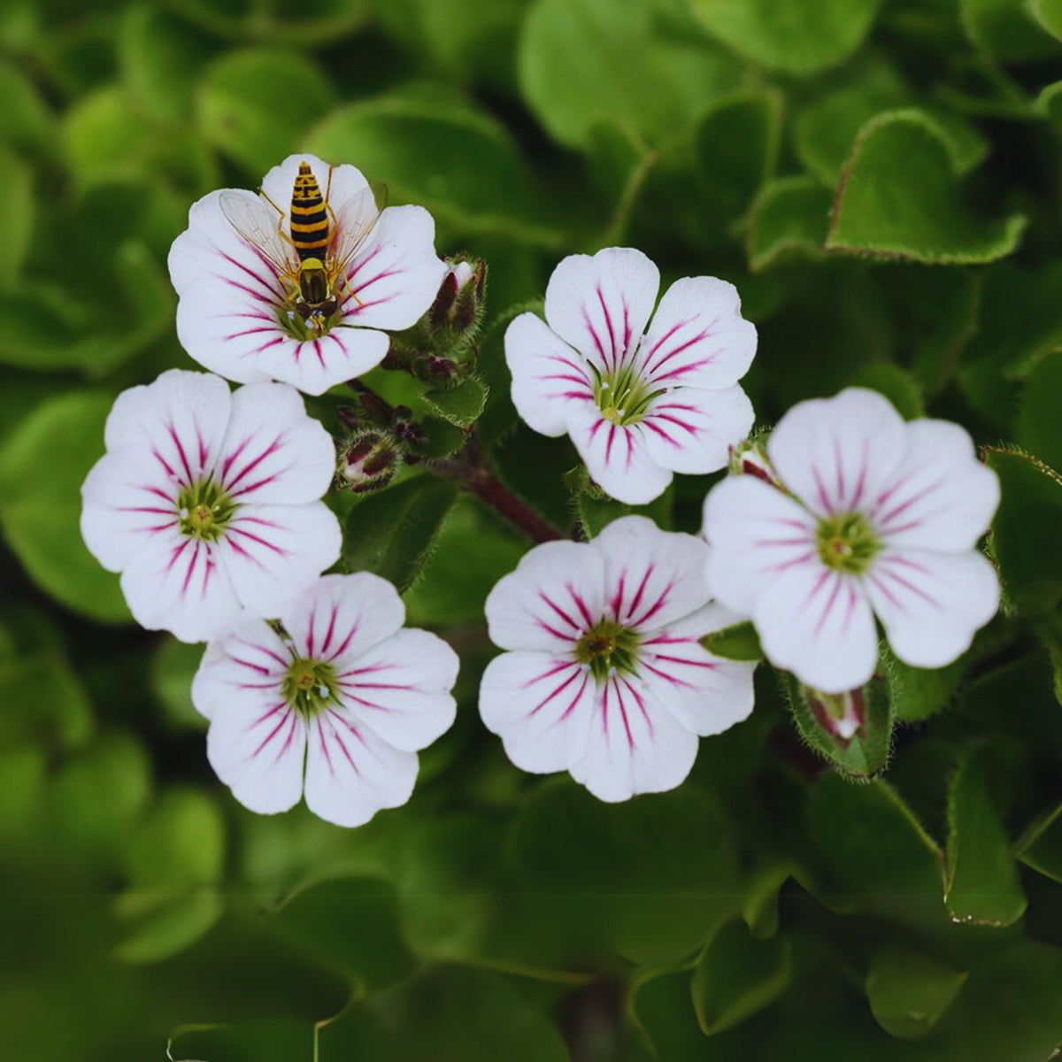 White Chalk Baby's Breath Seeds - Delicate Blooms, 30 seeds