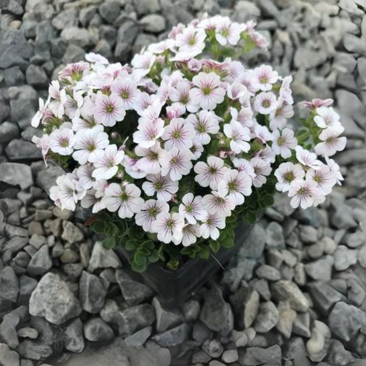White Chalk Baby's Breath Seeds - Delicate Blooms, 30 seeds