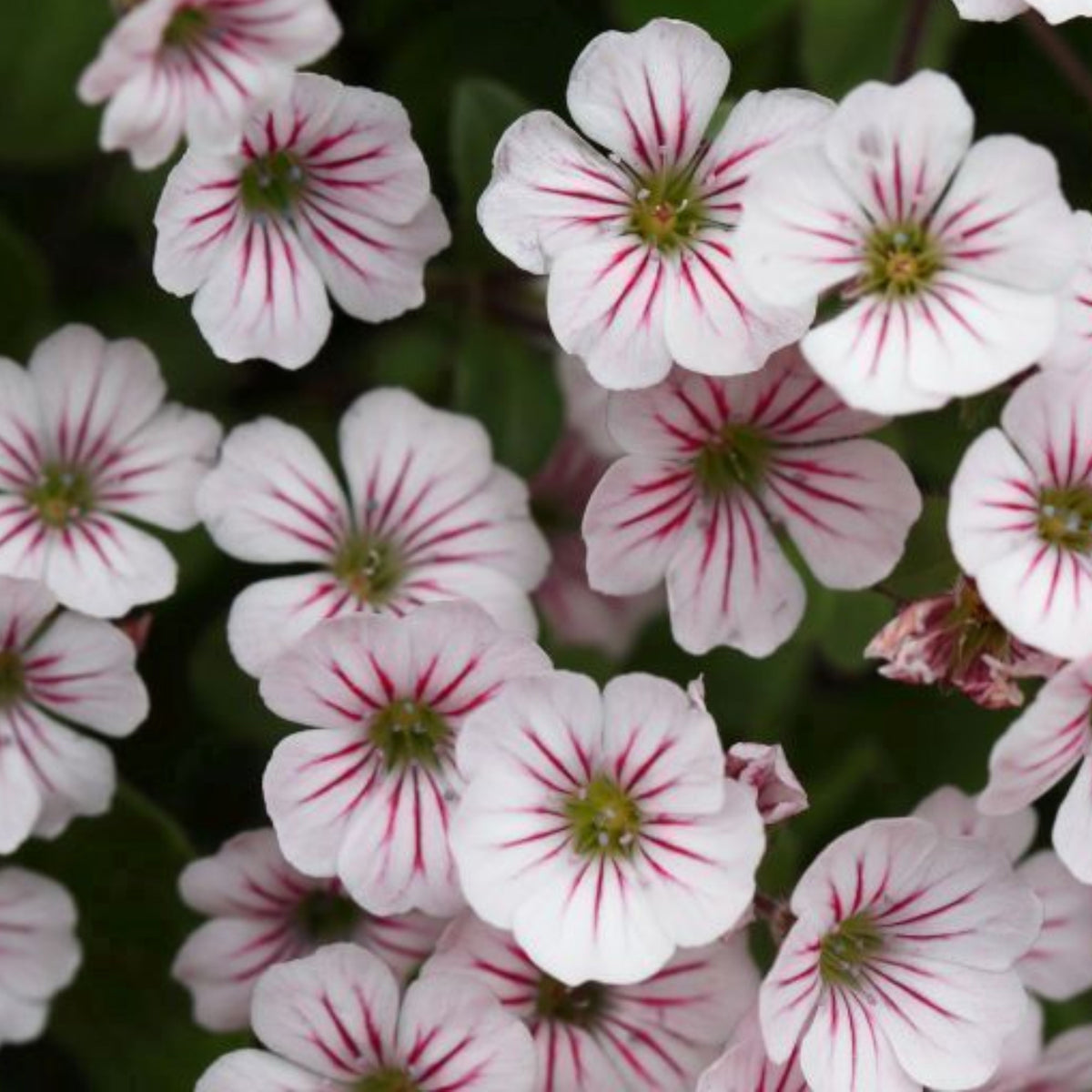 White Chalk Baby's Breath Seeds - Delicate Blooms, 30 seeds