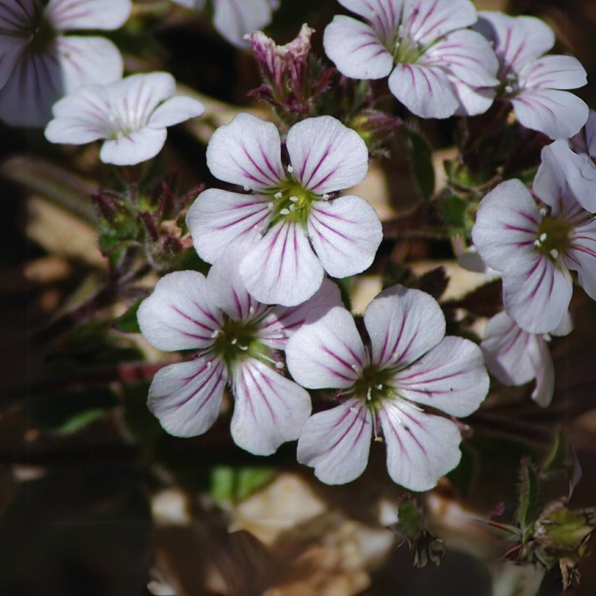 White Chalk Baby's Breath Seeds - Delicate Blooms, 30 seeds