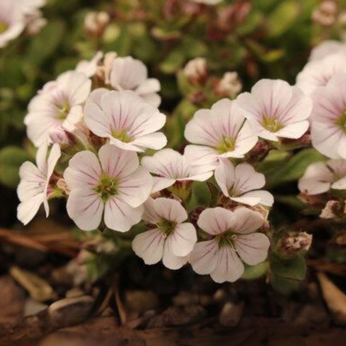 White Chalk Baby's Breath Seeds - Delicate Blooms, 30 seeds