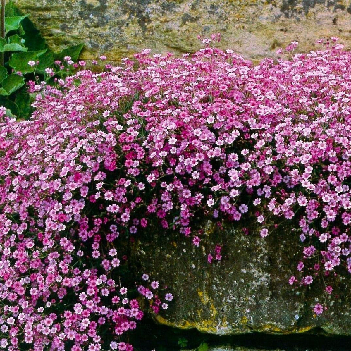 Light Pink Chalk Baby's Breath Seeds - Delicate Blooms, 30 seeds