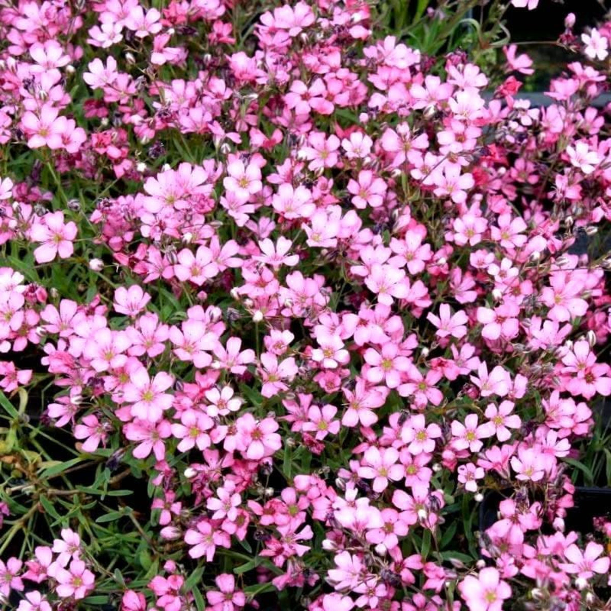 30s| Light Pink Chalk Baby's Breath Seeds - Gypsophila cerastioidesBaby’s Breath Seeds – Heirloom, Non-GMO, Delicate Blooms, Wedding Flowers, Easy to Grow Annual, Perfect for Flower Arrangements, Bouquets, Borders, and Pollinator Gardens#8017