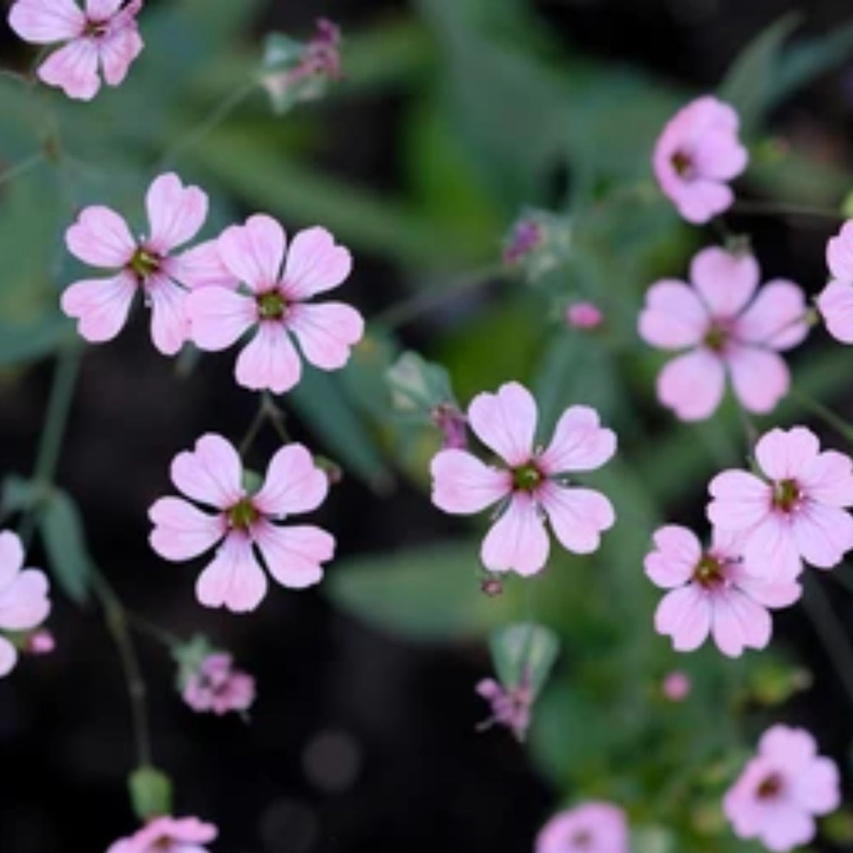30s| Light Pink Chalk Baby's Breath Seeds - Gypsophila cerastioidesBaby’s Breath Seeds – Heirloom, Non-GMO, Delicate Blooms, Wedding Flowers, Easy to Grow Annual, Perfect for Flower Arrangements, Bouquets, Borders, and Pollinator Gardens#8017