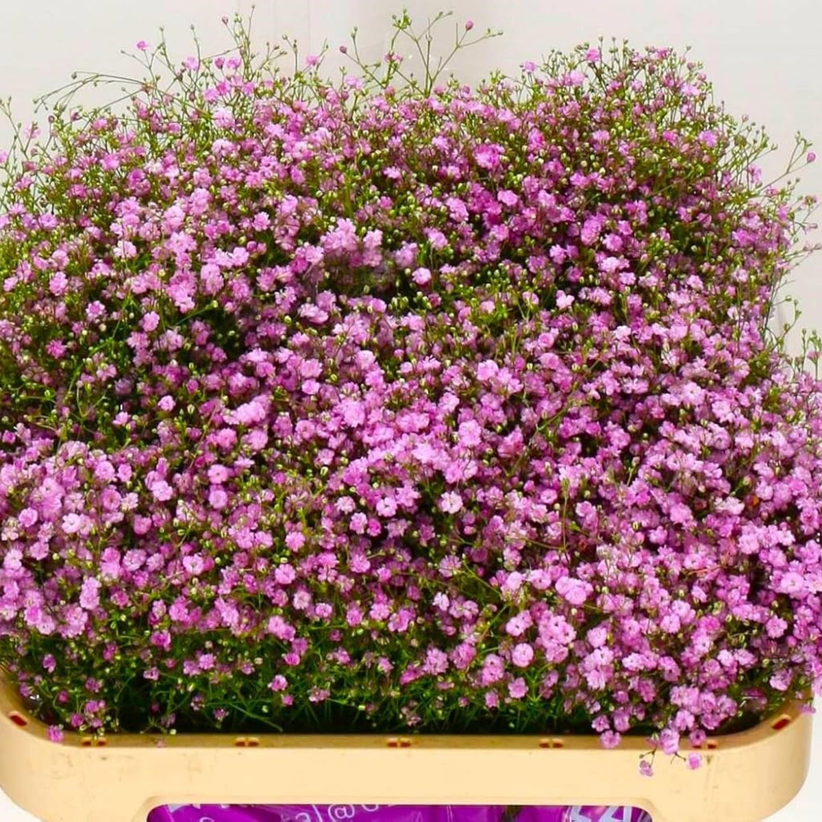 30s| Light Pink Chalk Baby's Breath Seeds - Gypsophila cerastioidesBaby’s Breath Seeds – Heirloom, Non-GMO, Delicate Blooms, Wedding Flowers, Easy to Grow Annual, Perfect for Flower Arrangements, Bouquets, Borders, and Pollinator Gardens#8017