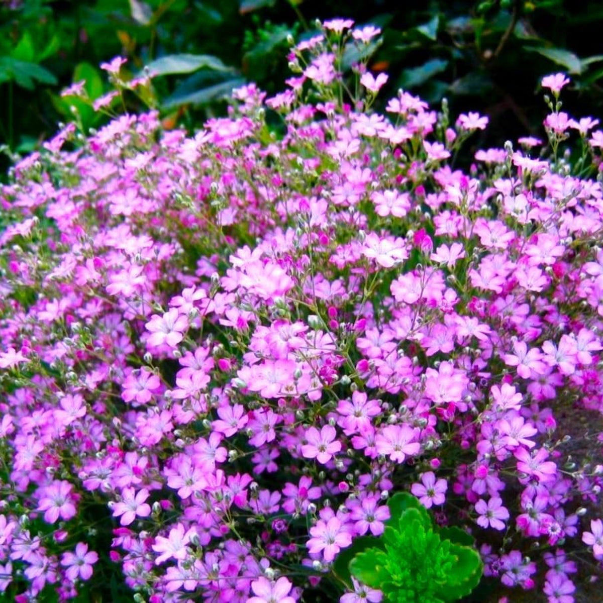 30s| Light Pink Chalk Baby's Breath Seeds - Gypsophila cerastioidesBaby’s Breath Seeds – Heirloom, Non-GMO, Delicate Blooms, Wedding Flowers, Easy to Grow Annual, Perfect for Flower Arrangements, Bouquets, Borders, and Pollinator Gardens#8017