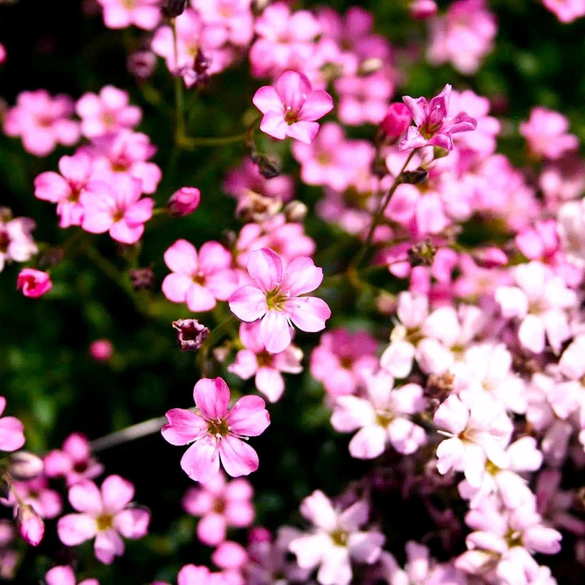30s| Light Pink Chalk Baby's Breath Seeds - Gypsophila cerastioidesBaby’s Breath Seeds – Heirloom, Non-GMO, Delicate Blooms, Wedding Flowers, Easy to Grow Annual, Perfect for Flower Arrangements, Bouquets, Borders, and Pollinator Gardens#8017