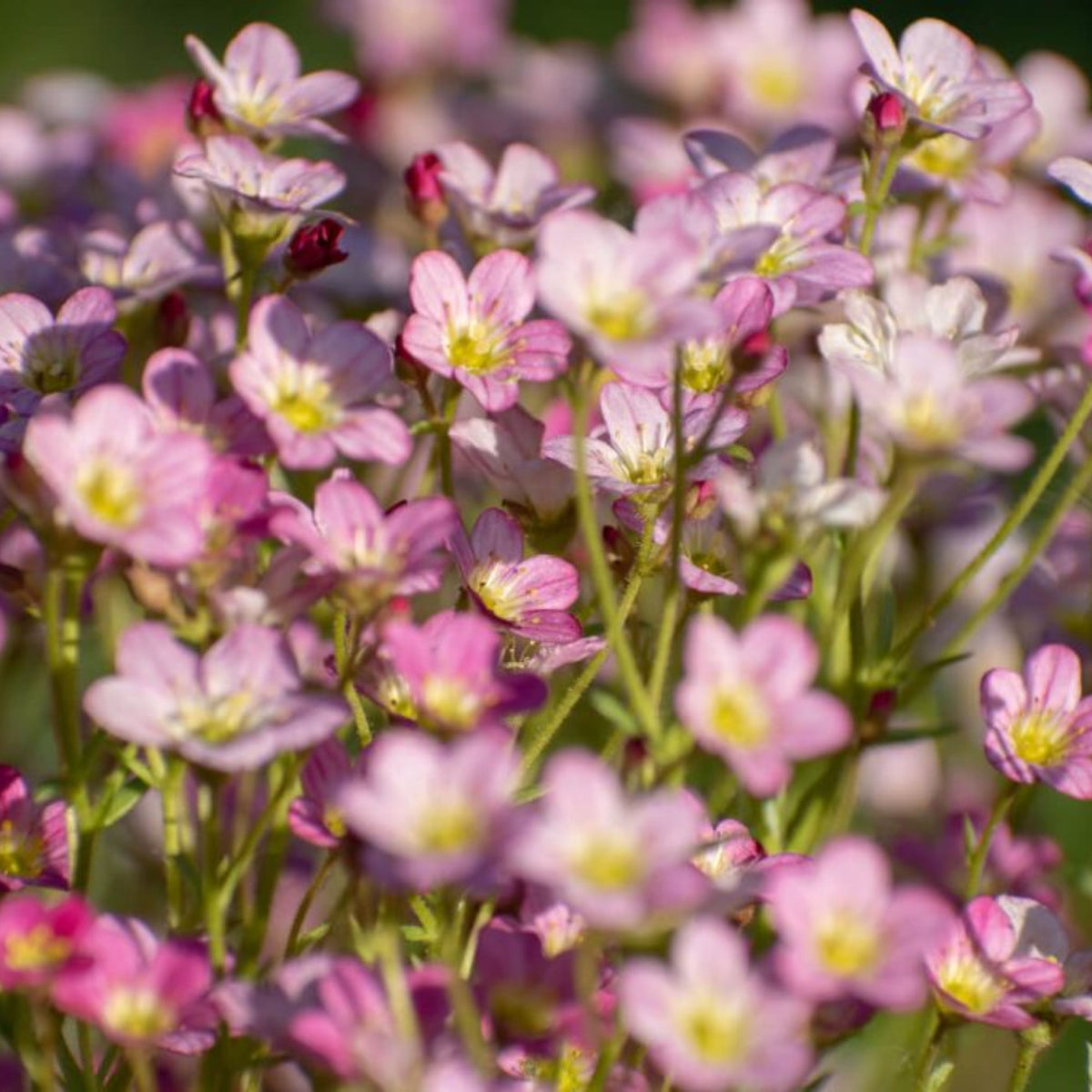 Light Pink Chalk Baby's Breath Seeds - Delicate Blooms, 30 seeds