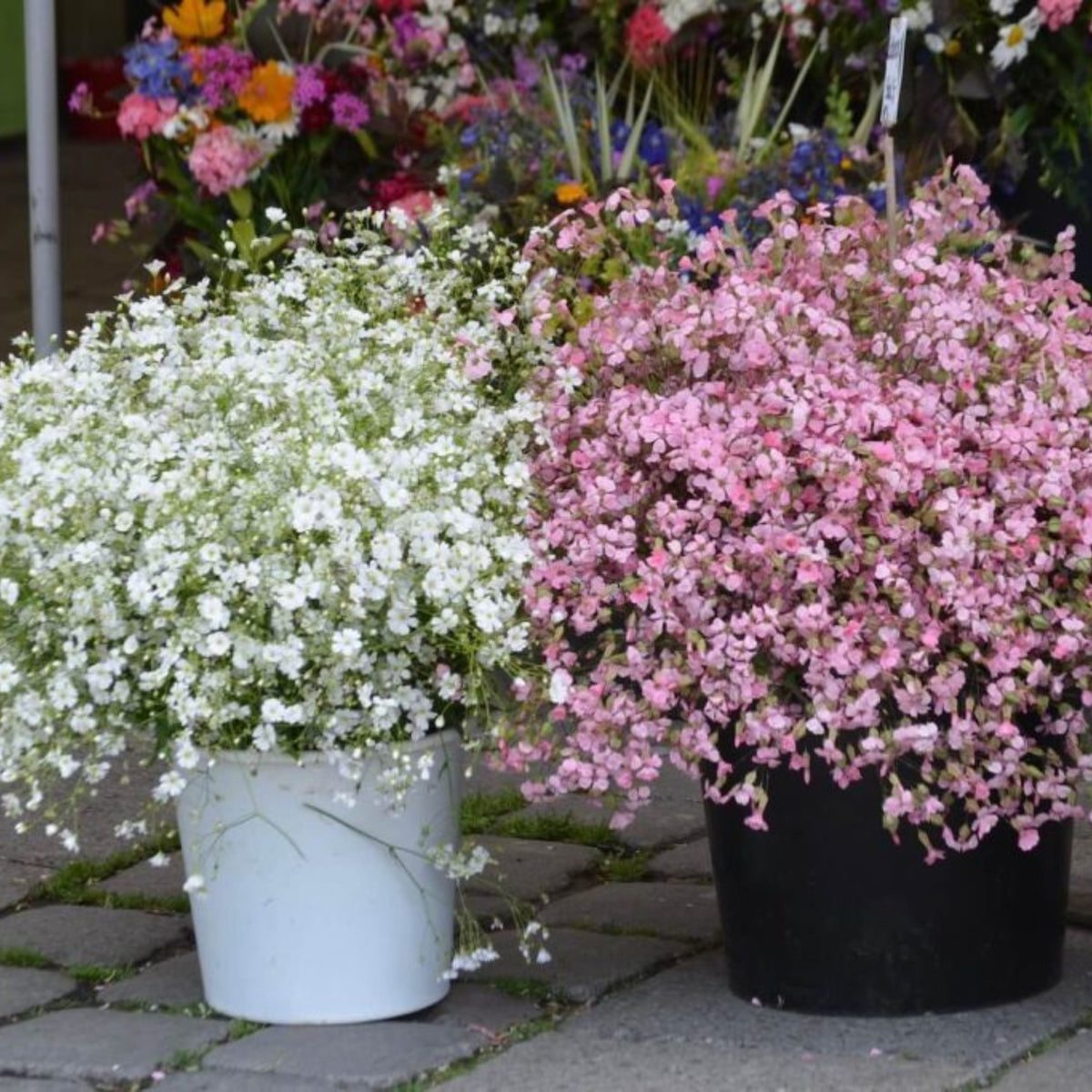 Light Pink Chalk Baby's Breath Seeds - Delicate Blooms, 30 seeds