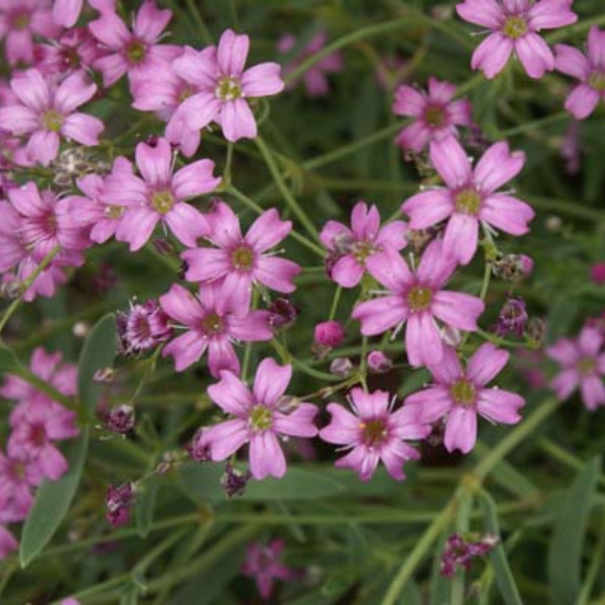 30s| Light Pink Chalk Baby's Breath Seeds - Gypsophila cerastioidesBaby’s Breath Seeds – Heirloom, Non-GMO, Delicate Blooms, Wedding Flowers, Easy to Grow Annual, Perfect for Flower Arrangements, Bouquets, Borders, and Pollinator Gardens#8017