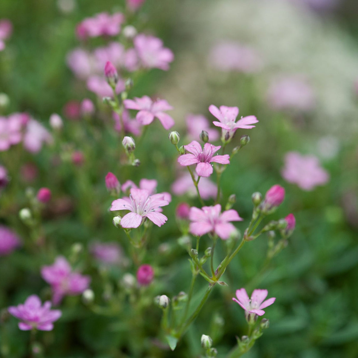 30s| Light Pink Chalk Baby's Breath Seeds - Gypsophila cerastioidesBaby’s Breath Seeds – Heirloom, Non-GMO, Delicate Blooms, Wedding Flowers, Easy to Grow Annual, Perfect for Flower Arrangements, Bouquets, Borders, and Pollinator Gardens#8017