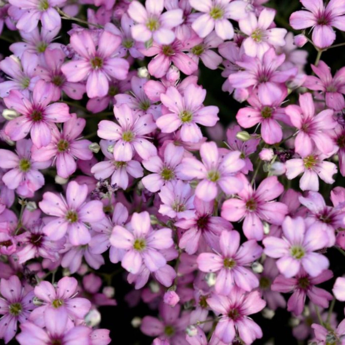 30s| Light Pink Chalk Baby's Breath Seeds - Gypsophila cerastioidesBaby’s Breath Seeds – Heirloom, Non-GMO, Delicate Blooms, Wedding Flowers, Easy to Grow Annual, Perfect for Flower Arrangements, Bouquets, Borders, and Pollinator Gardens#8017