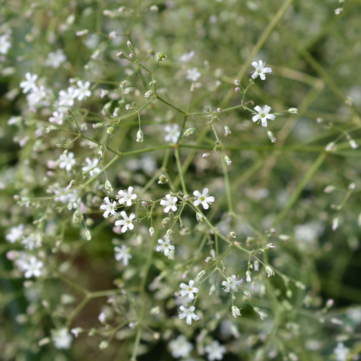 30s| White Upright Baby's Breath Seeds - Gypsophila fastigiata Baby’s Breath Seeds – Heirloom, Non-GMO, Delicate Blooms, Wedding Flowers, Easy to Grow Annual, Perfect for Flower Arrangements, Bouquets, Borders, and Pollinator Gardens#8018