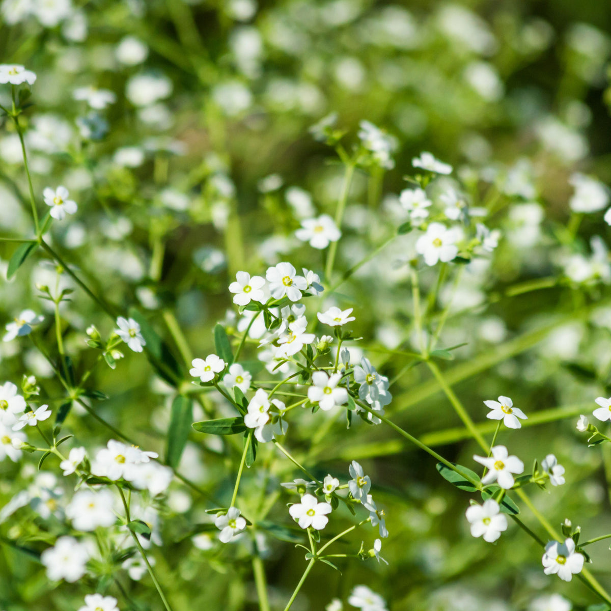 White Upright Baby's Breath Seeds - Delicate Blooms, 30 seeds