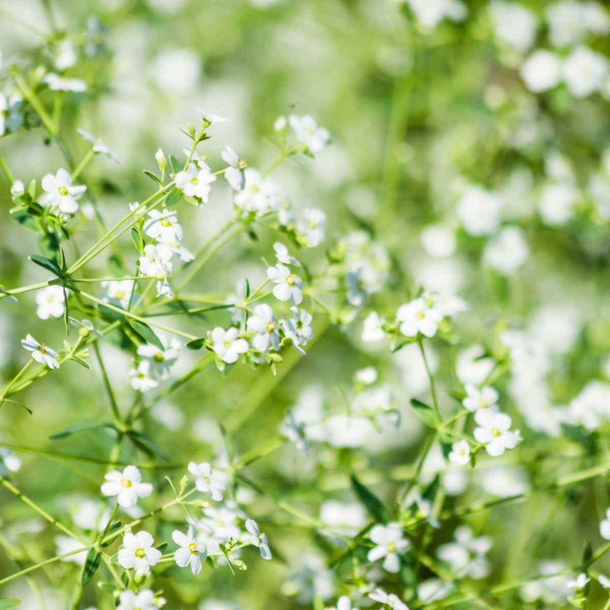 30s| White Upright Baby's Breath Seeds - Gypsophila fastigiata Baby’s Breath Seeds – Heirloom, Non-GMO, Delicate Blooms, Wedding Flowers, Easy to Grow Annual, Perfect for Flower Arrangements, Bouquets, Borders, and Pollinator Gardens#8018