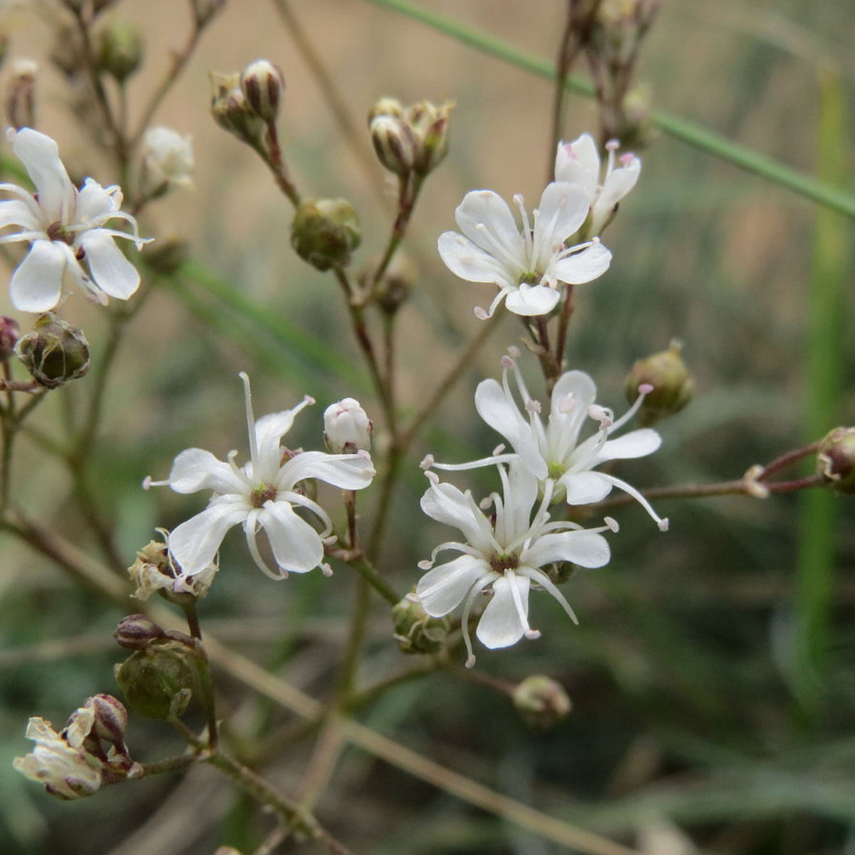 White Upright Baby's Breath Seeds - Delicate Blooms, 30 seeds