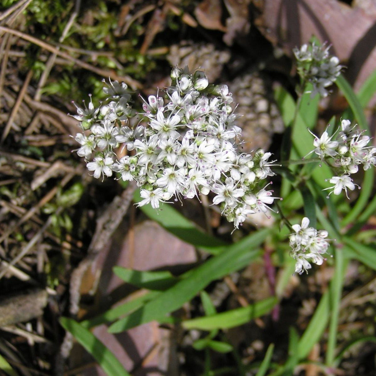 White Upright Baby's Breath Seeds - Delicate Blooms, 30 seeds