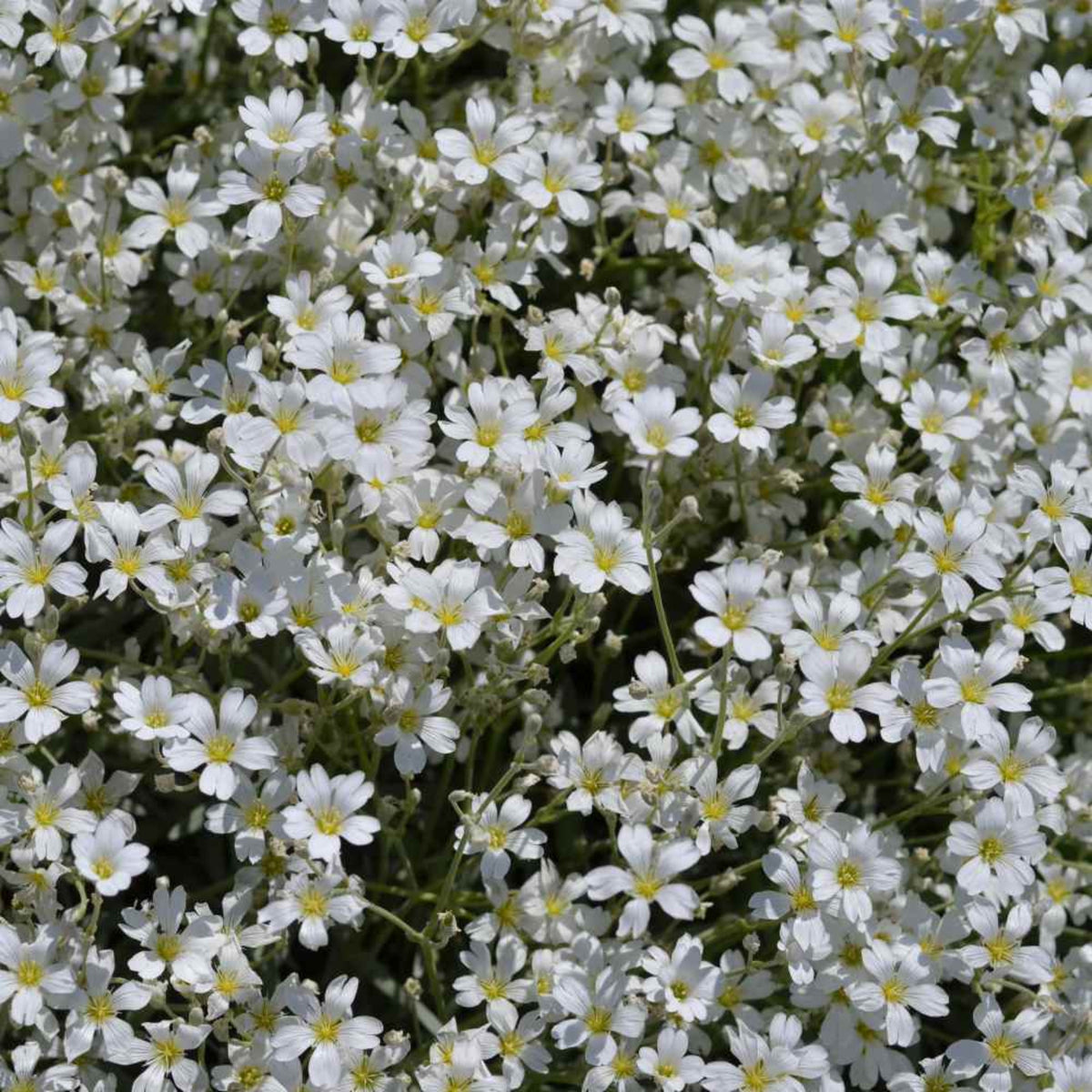 White Upright Baby's Breath Seeds - Delicate Blooms, 30 seeds