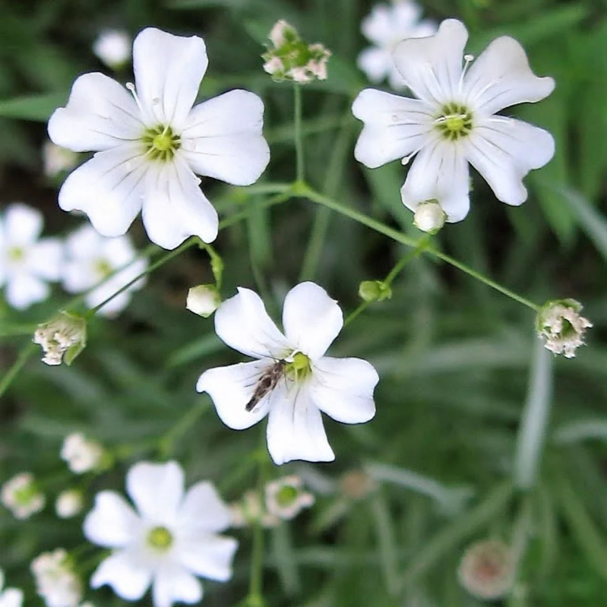 30s| White Upright Baby's Breath Seeds - Gypsophila fastigiata Baby’s Breath Seeds – Heirloom, Non-GMO, Delicate Blooms, Wedding Flowers, Easy to Grow Annual, Perfect for Flower Arrangements, Bouquets, Borders, and Pollinator Gardens#8018