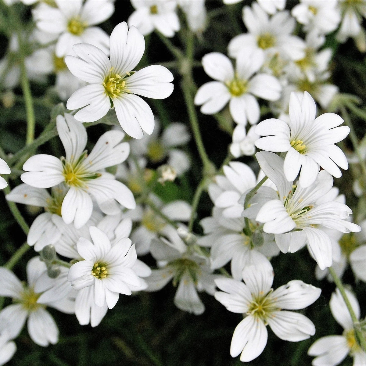 30s| White Upright Baby's Breath Seeds - Gypsophila fastigiata Baby’s Breath Seeds – Heirloom, Non-GMO, Delicate Blooms, Wedding Flowers, Easy to Grow Annual, Perfect for Flower Arrangements, Bouquets, Borders, and Pollinator Gardens#8018